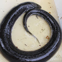 Three-toed Amphiuma