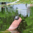 Red-eared Slider Turtle
