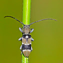 Longhorn Beetle