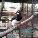Malabar Pied Hornbill
