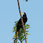Crested Oropendola / Oropéndola crestada