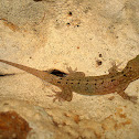 Spotted house gecko