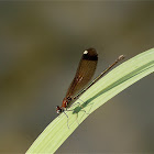 Caballito del diablo