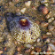 Limpet