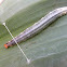 Canna Skipper larvae