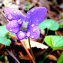 Viola sp.