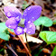 Viola sp.