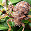 Flat-faced Longhorn Beetle
