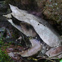 Malayan horned frog
