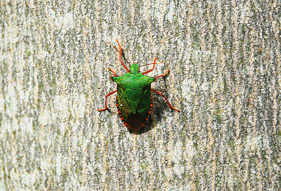 Spotting Image 1