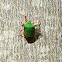 Stink Bug