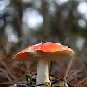 Cogumelo