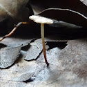 mushroom