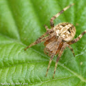 Arabesque orbweaver
