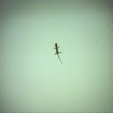 Baby Gecko