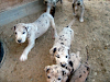 Vendo Hermosas Y Legitimas Cachorritas Gran Danes