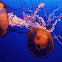 Atlantic sea nettle
