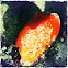 Orange Encrusting Sponge
