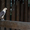 Yellow-headed Caracara