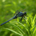 Eastern Pondhawk