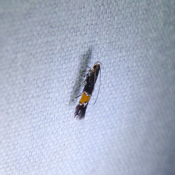Spotting Image 1