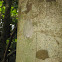 Gladiator Treefrog