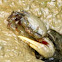Fiddler Crab