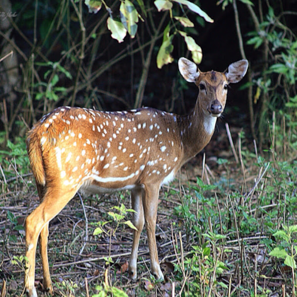 chital axis deer project noah
