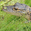 Crocadile or Alligator