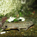 Bosca's newt,Tritão de ventre laranja