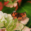 Pearl Crescent