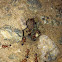 Cone ant, bi-color worker