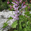 Crimean orchid