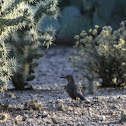 Curve-billed Thrasher