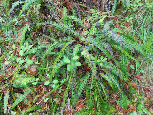 Spotting Image 1
