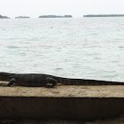 Water monitor lizard