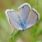 Reakirt's Blue Butterfly