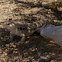 Desert Iguana
