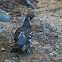 Spruce Grouse/Canada Grouse