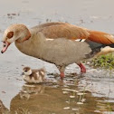 Egyptian Goose