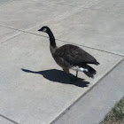 Canada Goose