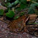 Frog