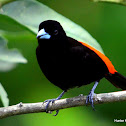 Passerini's Tanager