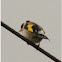 European Goldfinch