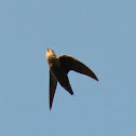 Chimney Swift