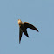 Chimney Swift
