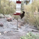 Gila woodpecker