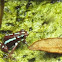 Thumbnail Dart frog