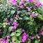 Bougainvillea