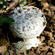 Smith's Amanita